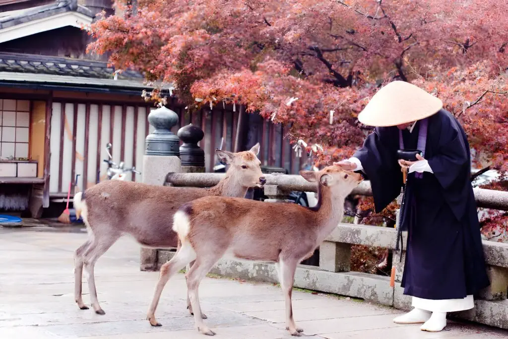 Nara Japan, best place to see for solo travelers