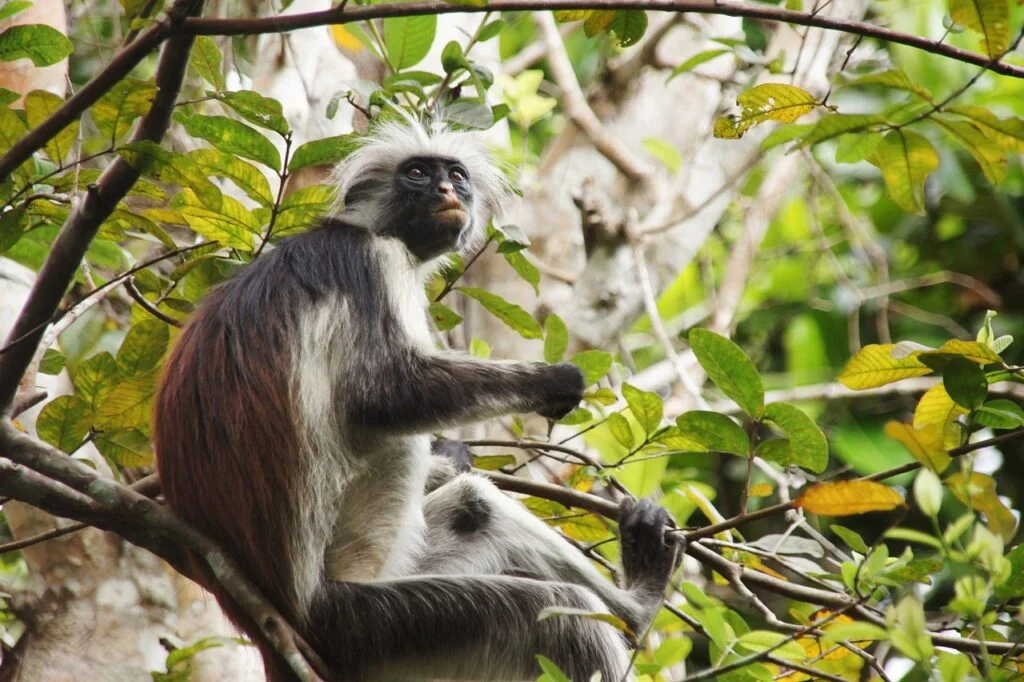 places to see in Zanzibar | Jozani Forest